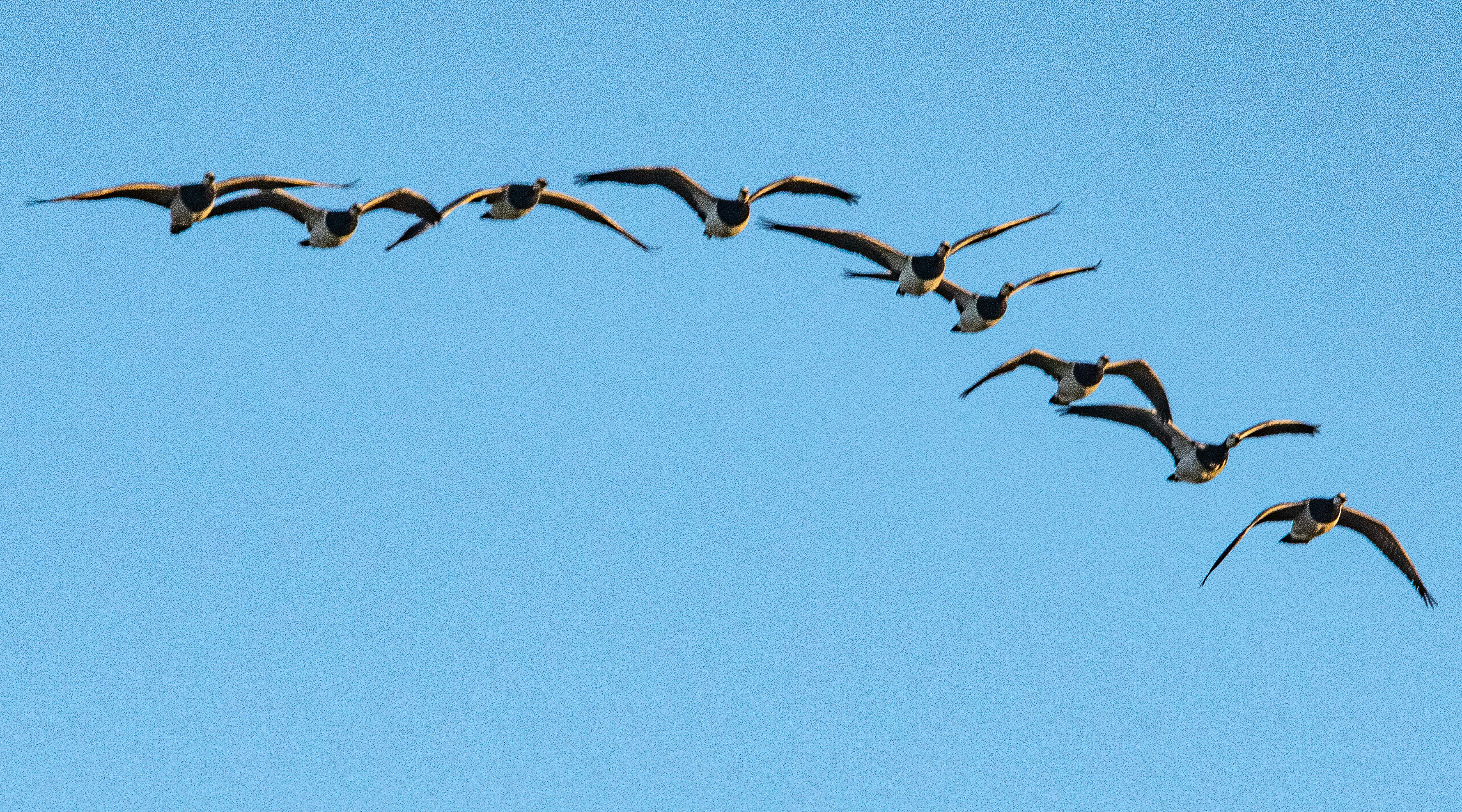 Bernaches nonnettes au vol (Barnacle goose, Branta leucopsis),  Réserve Naturelle de Mont-Bernanchon, Hauts de France.